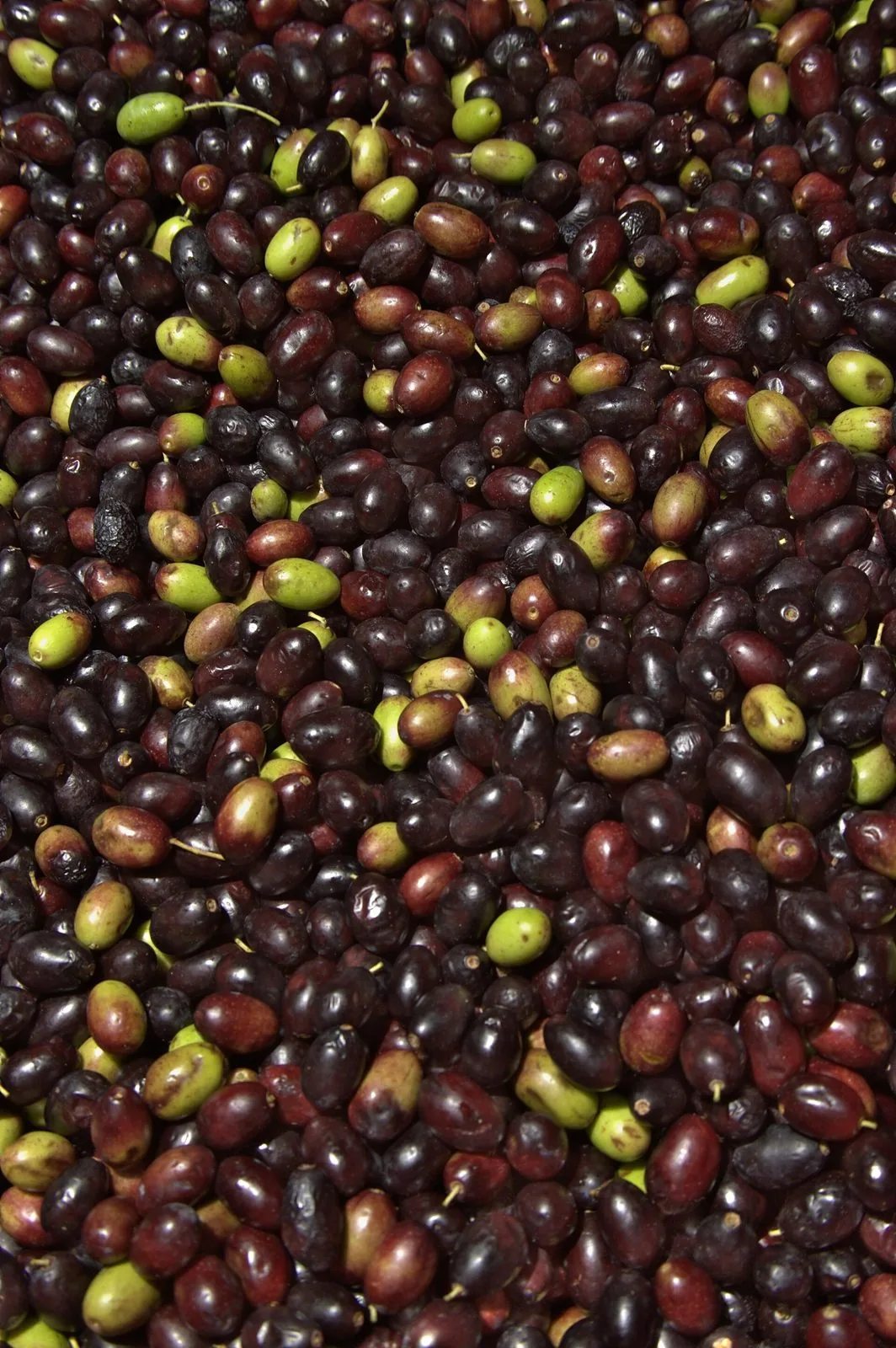 Olive taggiasche verdi, rosse e nere appena raccolte pronte per il frantoio