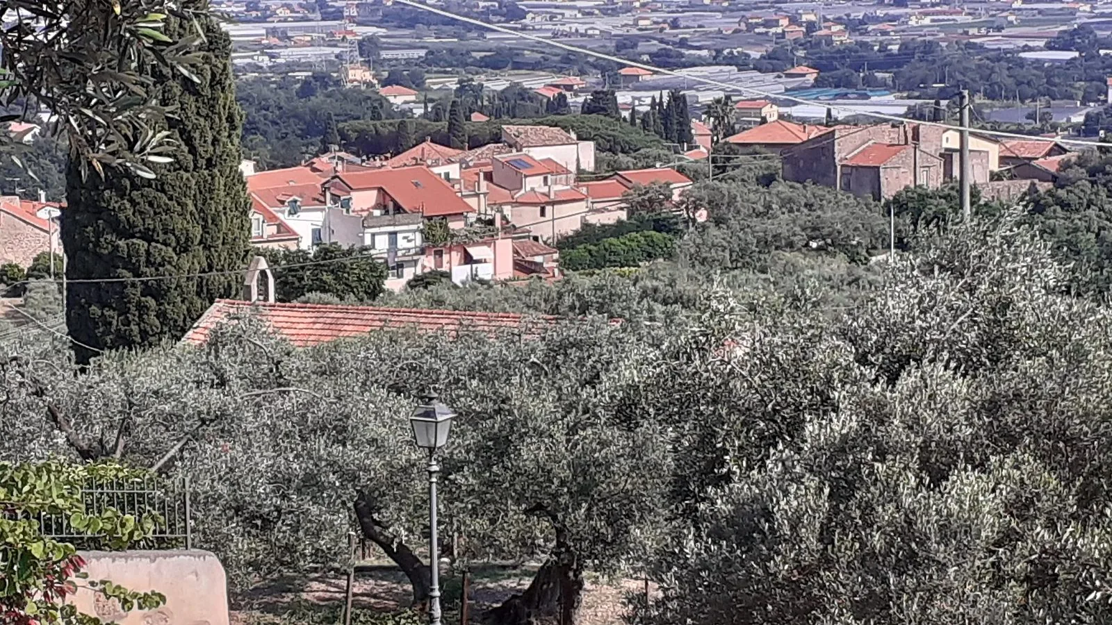 Il paese di Salea d'Albenga visto tra gli ulivi, con i tetti rossi e la piana di Albenga sullo sfondo